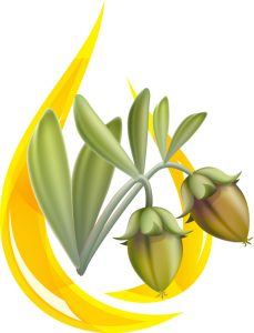 Jojoba-oil